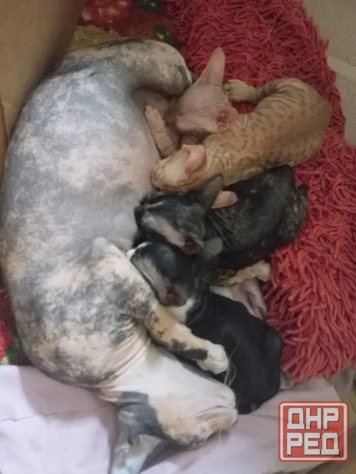 Котята сфинкс Мариуполь - изображение 3