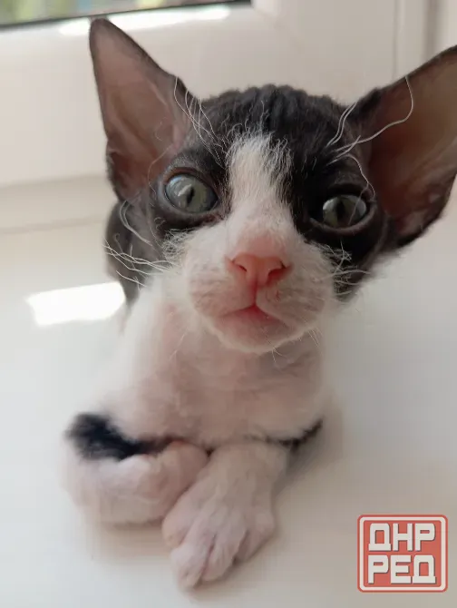 Котята сфинкс Мариуполь - изображение 1