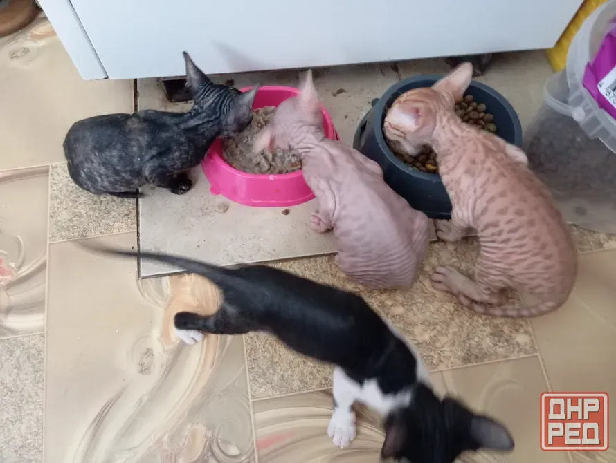 Котята сфинкс Мариуполь - изображение 2