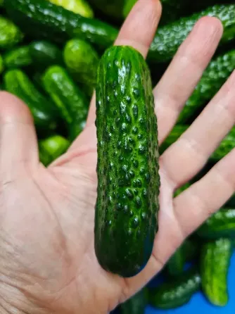 Продам домашние огурцы Донецк