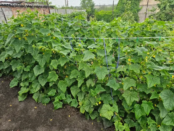 Продам домашние огурцы Донецк