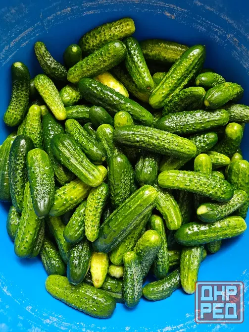 Продам домашние огурцы Донецк - изображение 2