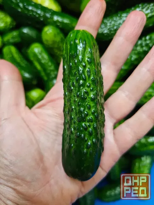 Продам домашние огурцы Донецк - изображение 1