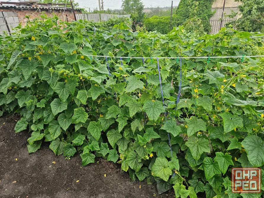 Продам домашние огурцы Донецк - изображение 3