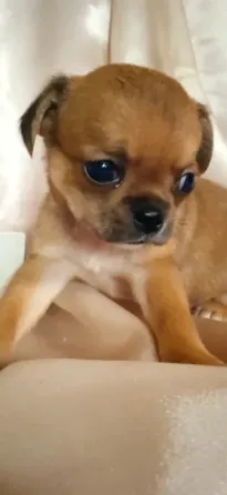 Мини малыш Донецк
