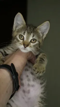 Отдам в добрые руки котенка, девочка Донецк