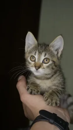 Отдам в добрые руки котенка, девочка Донецк