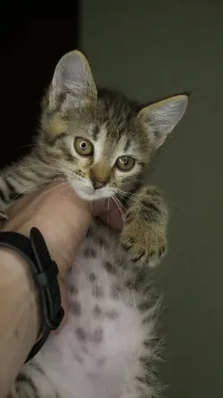 Отдам в добрые руки котенка, девочка Донецк