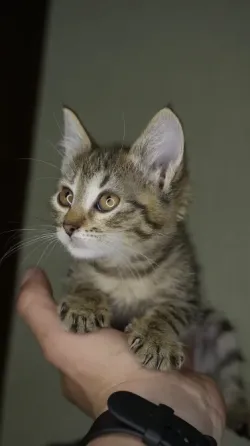 Отдам в добрые руки котенка, девочка Донецк