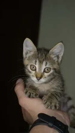 Отдам в добрые руки котенка, девочка Донецк