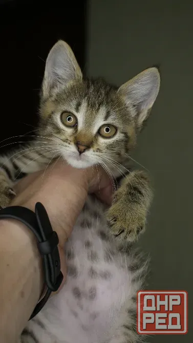 Отдам в добрые руки котенка, девочка Донецк - изображение 3
