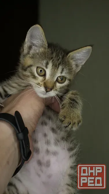 Отдам в добрые руки котенка, девочка Донецк - изображение 6