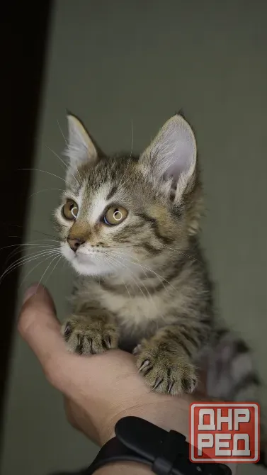 Отдам в добрые руки котенка, девочка Донецк - изображение 4