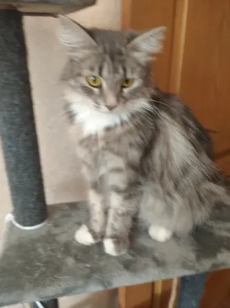 Отдам кошку в добрые руки Донецк