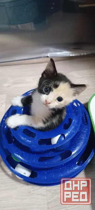 Сфинкс браш девочка Донецк - изображение 5