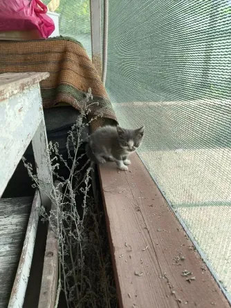 Кошечки в хорошие руки Донецк