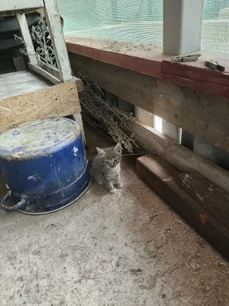 Кошечки в хорошие руки Донецк