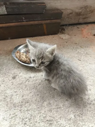 Кошечки в хорошие руки Донецк