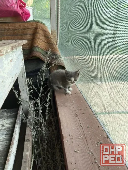 Кошечки в хорошие руки Донецк - изображение 3
