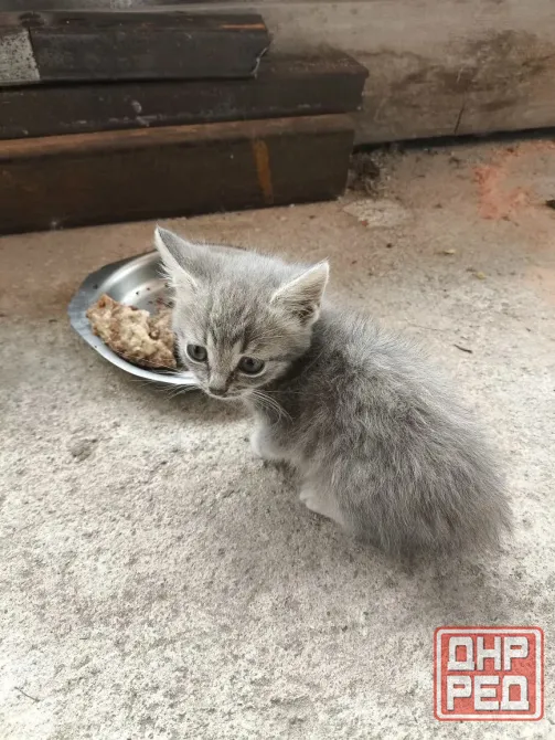 Кошечки в хорошие руки Донецк - изображение 4