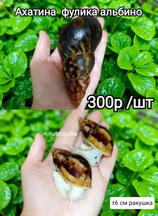 Улитки ахатина и лимиколярия Макеевка