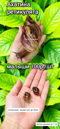 Улитки ахатина и лимиколярия Макеевка