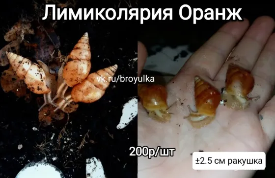 Улитки ахатина и лимиколярия Макеевка
