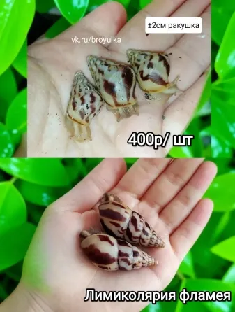 Улитки ахатина и лимиколярия Макеевка