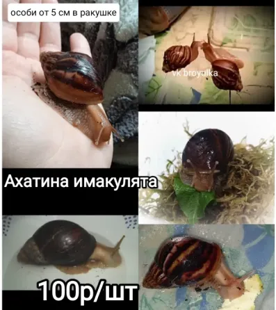 Улитки ахатина и лимиколярия Макеевка