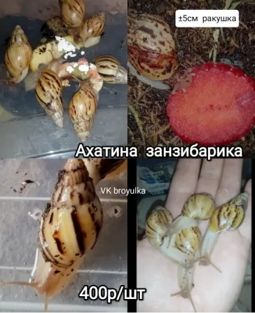 Улитки ахатина и лимиколярия Макеевка