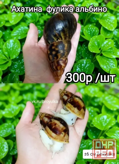 Улитки ахатина и лимиколярия Макеевка - изображение 4