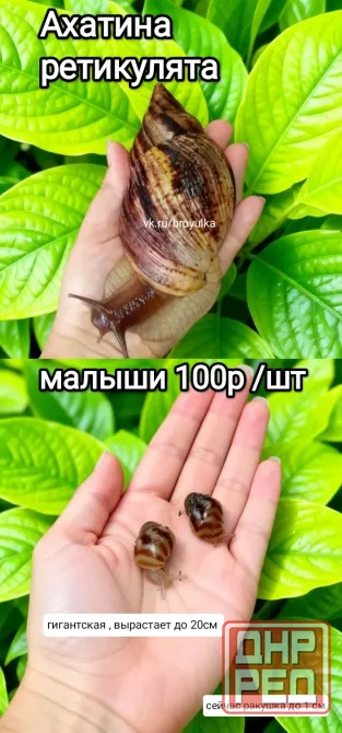 Улитки ахатина и лимиколярия Макеевка - изображение 6