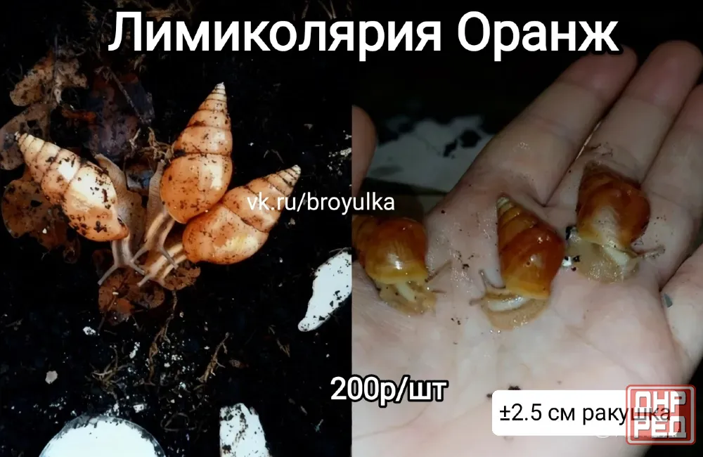 Улитки ахатина и лимиколярия Макеевка - изображение 1