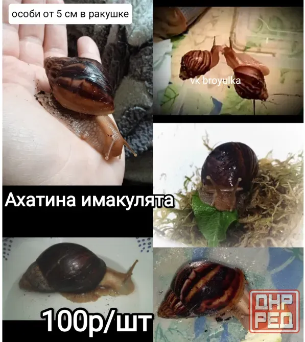 Улитки ахатина и лимиколярия Макеевка - изображение 2