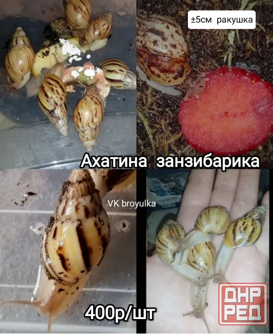 Улитки ахатина и лимиколярия Макеевка - изображение 5