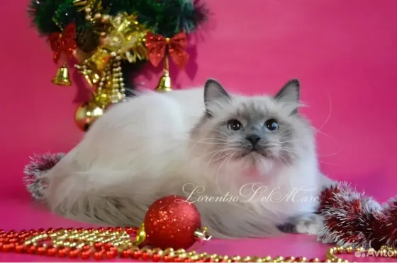 Невская маскарадная кошка Донецк
