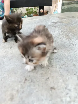 Отдам котят Донецк