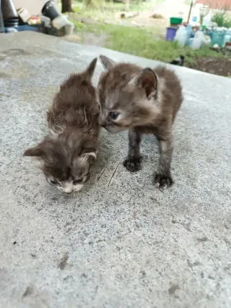 Отдам котят Донецк