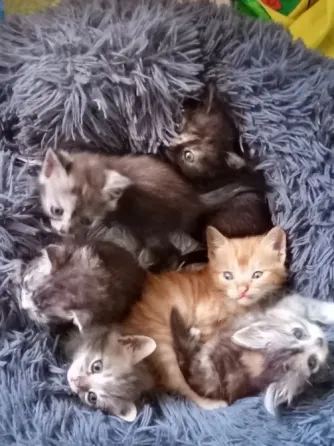 Отдам котят Донецк