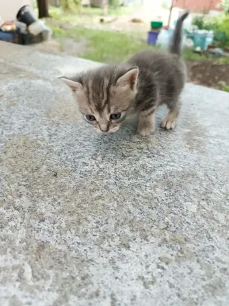Отдам котят Донецк