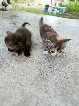 Отдам котят Донецк