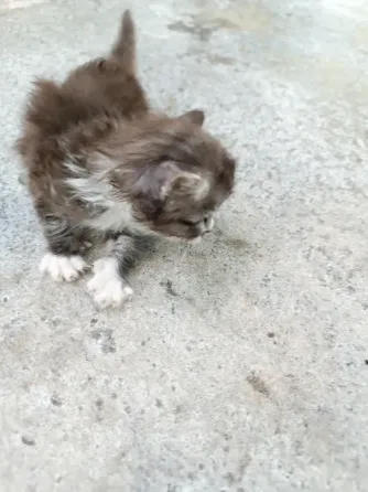 Отдам котят Донецк