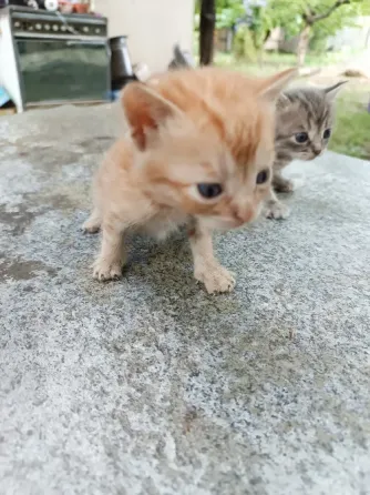 Отдам котят Донецк