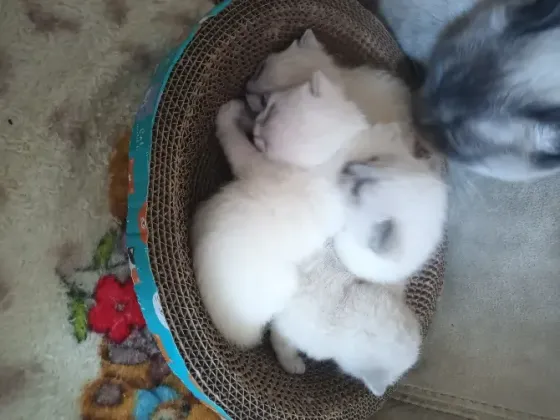 Котята шотландцы Донецк