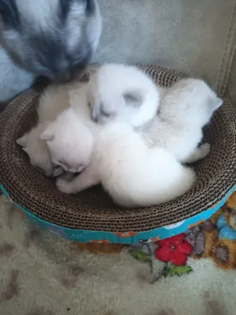 Котята шотландцы Донецк