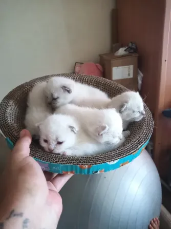 Котята шотландцы Донецк