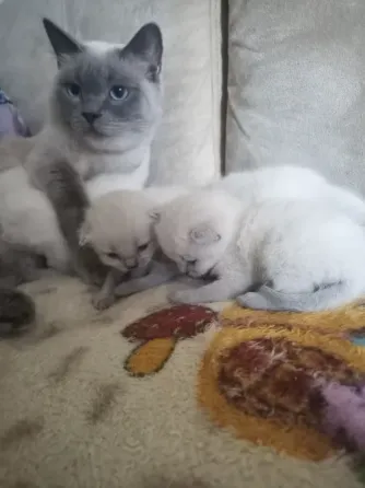 Котята шотландцы Донецк