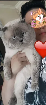 Котята шотландцы Донецк