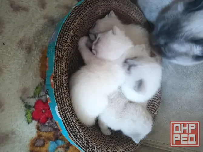 Котята шотландцы Донецк - изображение 2