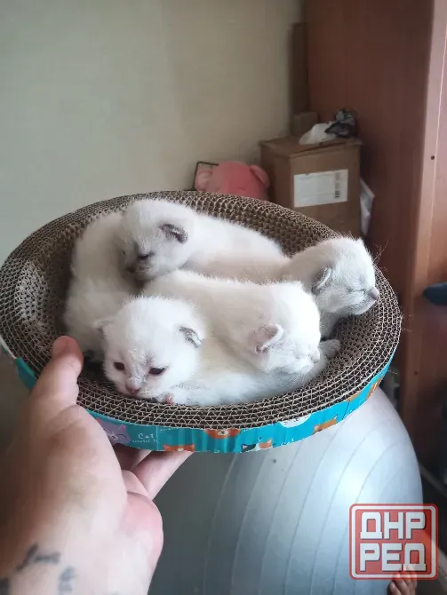 Котята шотландцы Донецк - изображение 3